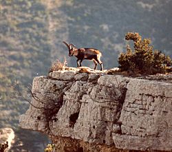 Archivo:Mascle adult de Capra pyrenaica subsp. hispanica. Ports de Beseit. 350 mts