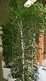 Murraya paniculata1