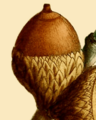 NAS-020f Quercus marilandica acorn