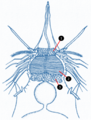 Nonaloricus