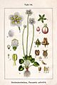 Parnassia palustris Sturm64