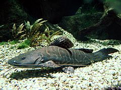 Perrunichthys perruno (zoo Zurich).jpeg