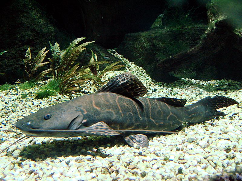 Perrunichthys perruno (zoo Zurich)