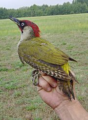 Picus viridis 1.jpg