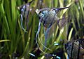 Archivo:Pterophyllum scalare adult