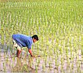 Rice Field