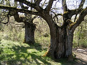 Archivo:Robledal en la vertiente norte de la sierra de Codés