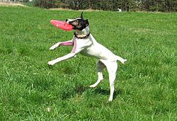 Archivo:Russel terrier frisbee 8308v