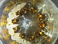 Semillas de toromiro germinando