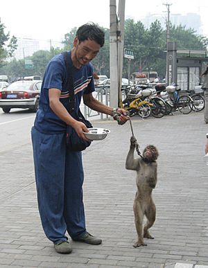 Archivo:Shanghai-monkey