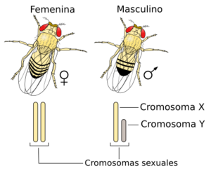 Archivo:Sistema XY para la determinación del sexo en la Drosophila