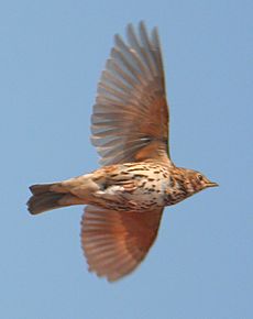 Archivo:Song Thrush (Turdus philomelos) in flight