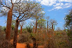 Archivo:Spiny Forest Ifaty Madagascar