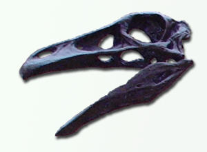 Archivo:Struthiomimus skull