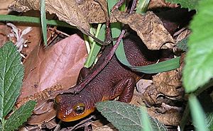 Archivo:Taricha torosa Trabuco Canyon