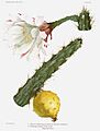 The Cactaceae Vol II, plate XVIII filtered