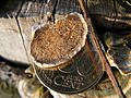 Trametes versicolor 3