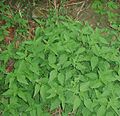 Urtica-dioica4