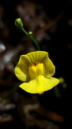 Archivo:Utricularia gibba flower 01