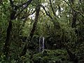 Water falls in the rainforest near Mt Kilimanjaro