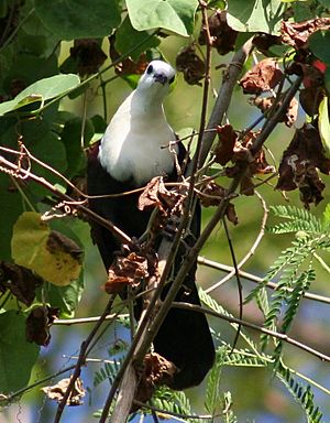 Archivo:White-Throated Ground-Dove wild
