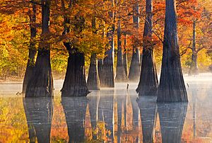 White River National refuge.jpg