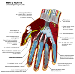 Wrist and hand deeper palmar dissection-es.svg