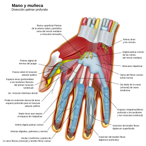 Archivo:Wrist and hand deeper palmar dissection-es