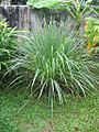 YosriNov04Pokok Serai