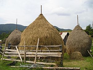 Archivo:" Cabeza de paja " en Valea Gugi