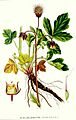 304 Geum rivale