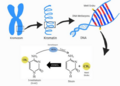 ADNmethylation