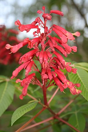 Archivo:Aesculus pavia L. (Dwarf Red Buckeye) Hippocastanaceae (1657458344)
