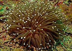 Anemone Coral (Heliofungia actiniformis) (8491771017)