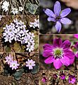 Anemone hepatica var. japonica color variation