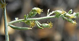 Archivo:Artemisia ludoviciana ssp albula 7