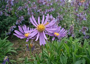 Archivo:Aster-alpinus