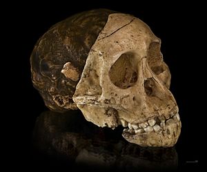 Archivo:Australopithecus africanus - Cast of taung child
