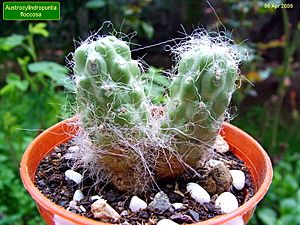 Archivo:Austrocylindropuntia floccosa