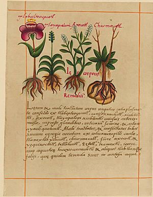 Archivo:Badianus