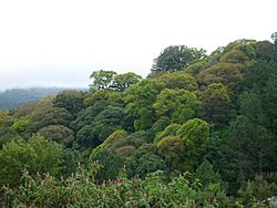 Bello bosque de variados tonos, ubicado entre Japala, San Yuyo y Mataquescuintla. - panoramio.jpg
