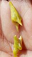 C. maritima-frutos-5