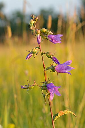 Archivo:Campanula rapunculoides - kurekellukas