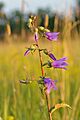 Campanula rapunculoides - kurekellukas
