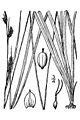 Carex hassei BB-1913