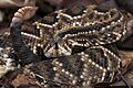 Cascavel - crotalus durissus