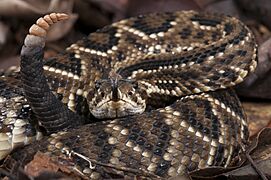 Cascavel - crotalus durissus