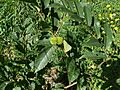 Castanea seguinii 01
