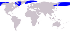En color azul la distribución de la ballena de Groenlandia
