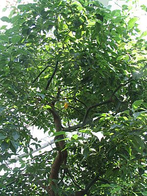 Archivo:Cinnamomum camphora - camphor tree